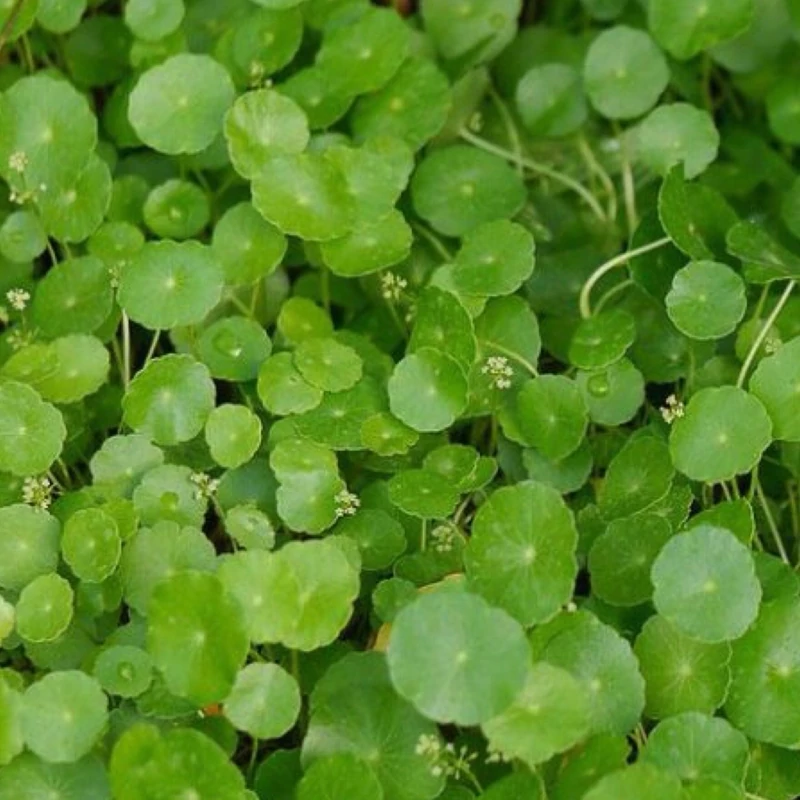 گل آبزی هیدروکوتیا