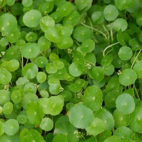 گل آبزی هیدروکوتیا