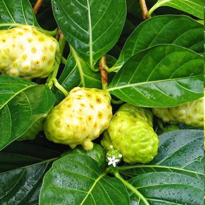 نهال توت نونی