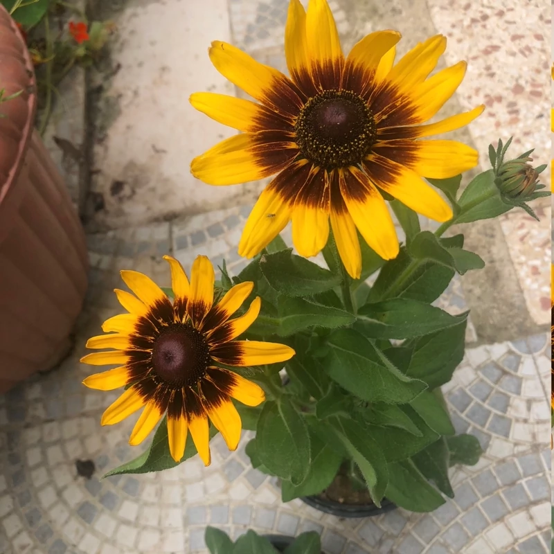نهال کوکب کوهی