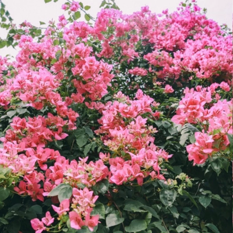 نهال گل کاغذی صورتی پرپر