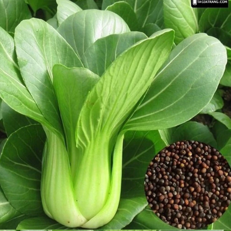 بذر باک چوی