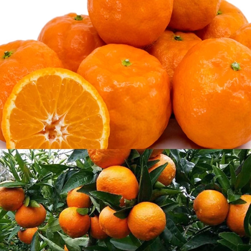 نهال نارنگی یافا