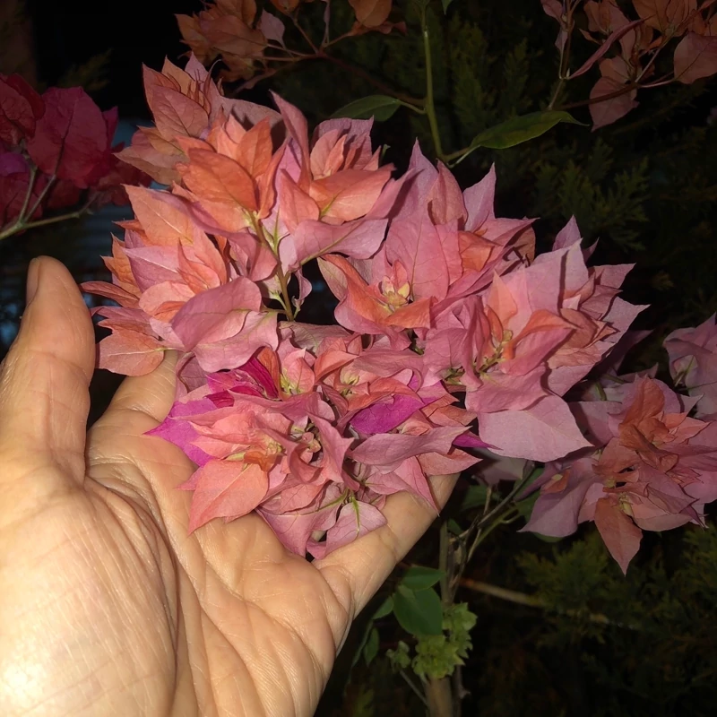 نهال گل کاغذی نارنجی پرپر