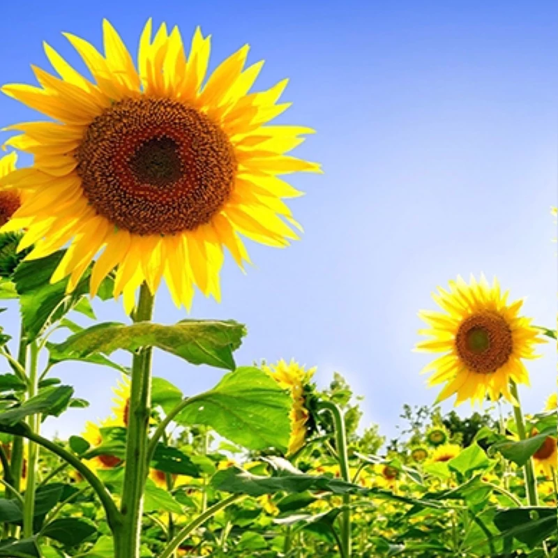 بوته آفتابگردان زینتی