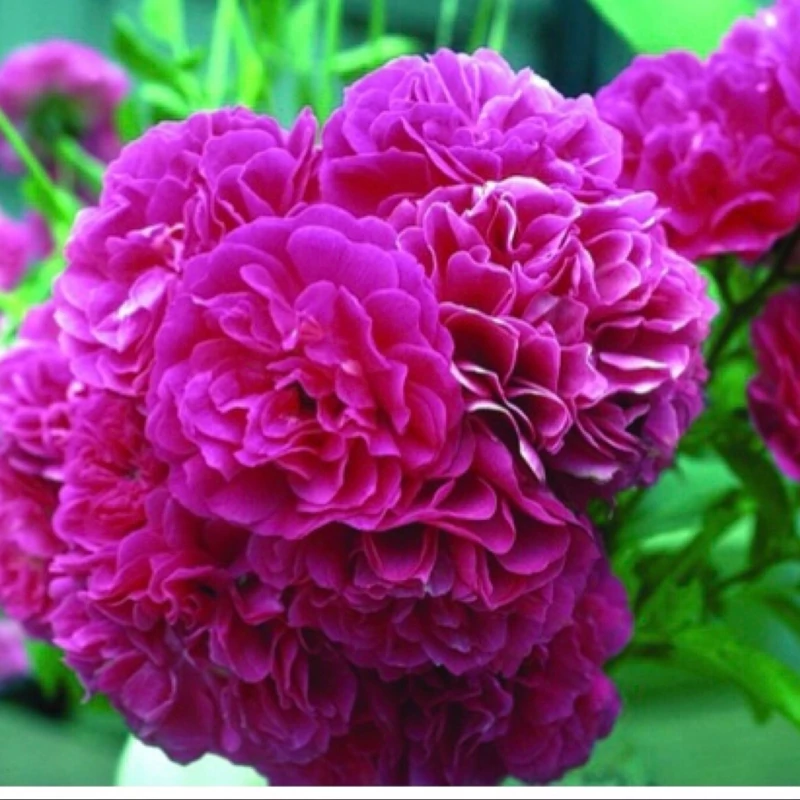 نهال گل محمدی تیره