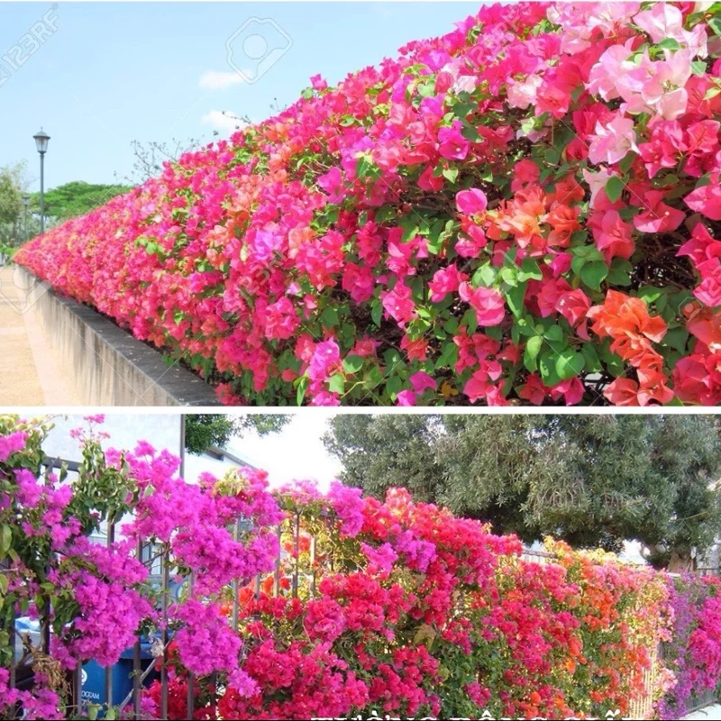 100 عدد گل کاغذی