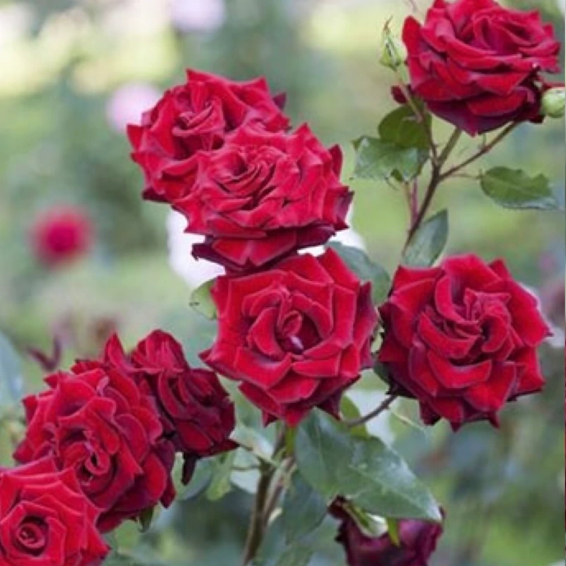 نهال رز قرمز معطر مخملی
