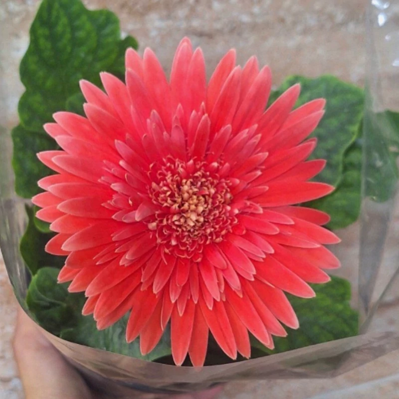 بوته ژربرا پاکوتاه