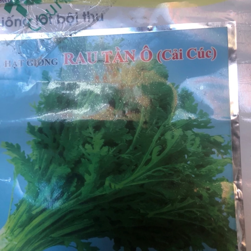 بذر سبزی شانچیکو