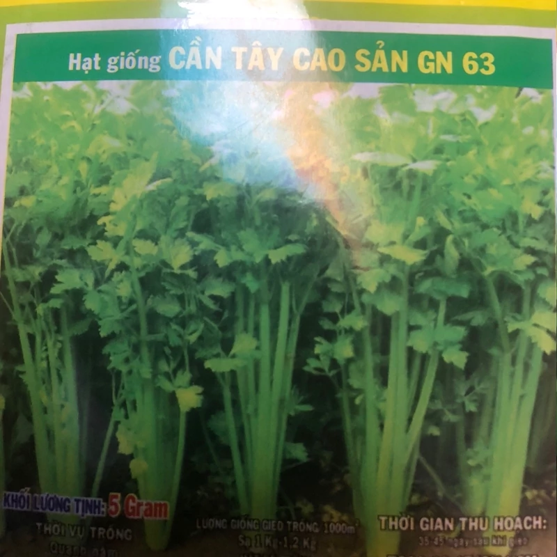 بذر کرفس چینی