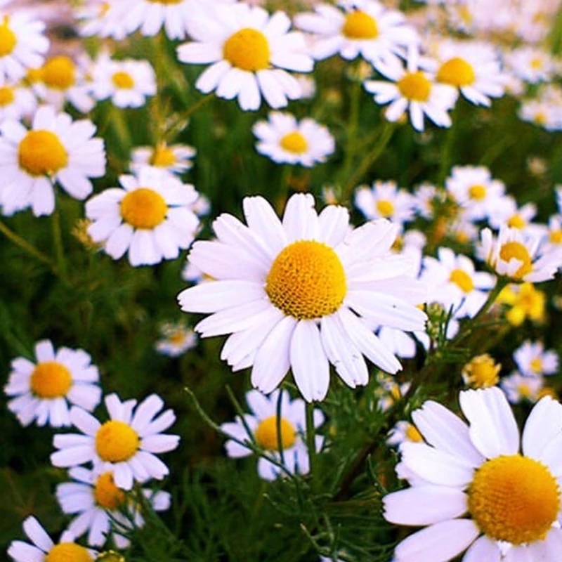 بوته بابونه انگلیسی