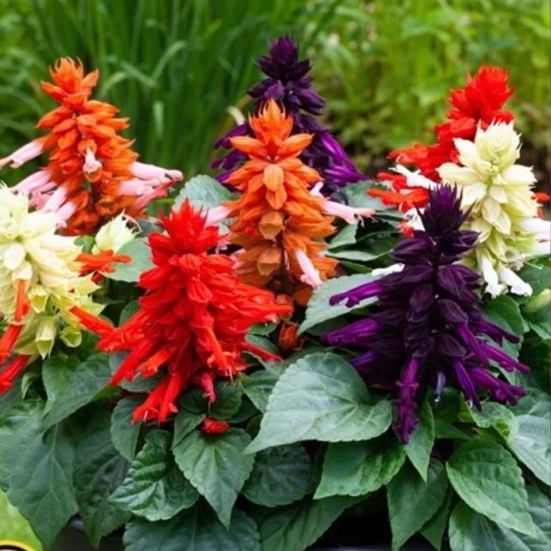 نهال گل سلوی رنگی