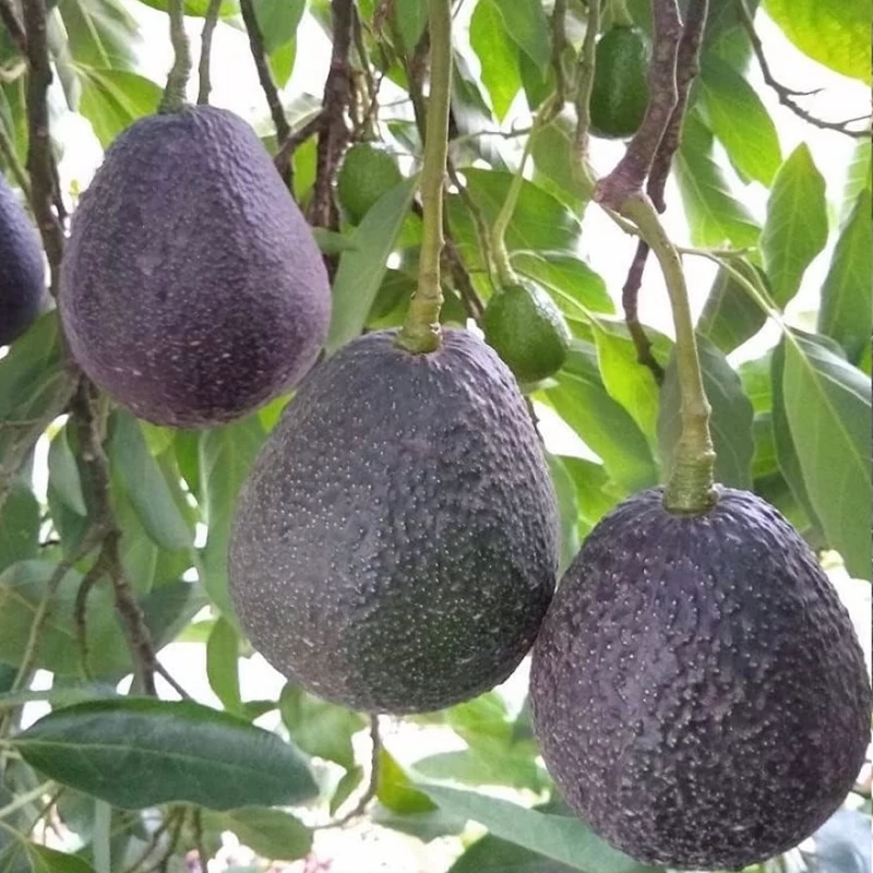 نهال آووکادوو بنفش پیوندی