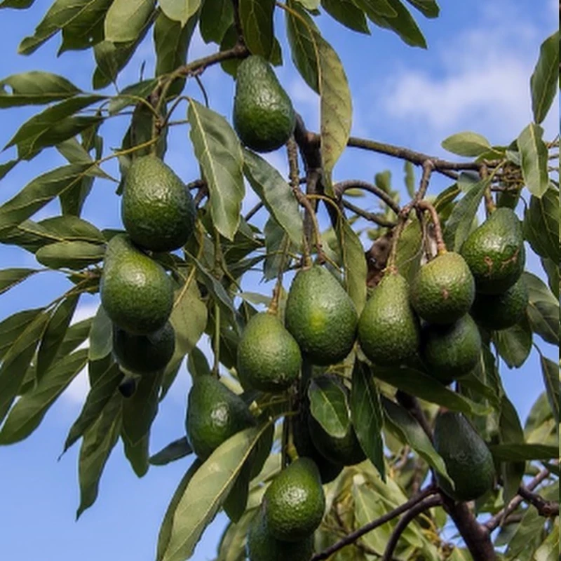 نهال آووکادو بیکن پیوندی