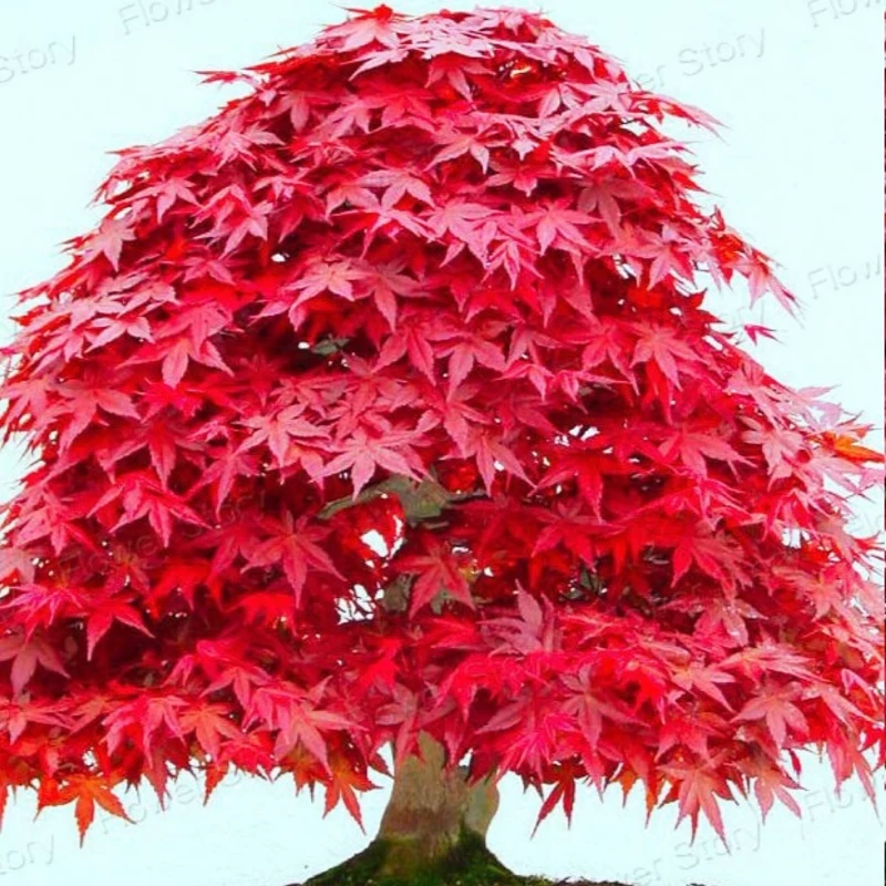 نهال افرا سرخ ژاپنی