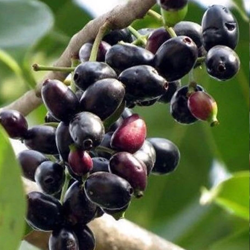 نهال گیلاس جمبو