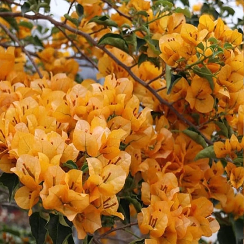 نهال گل کاغذی زرد