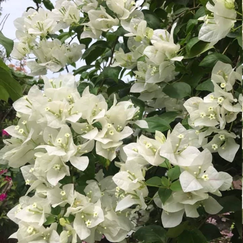 نهال گل کاغذی سفید