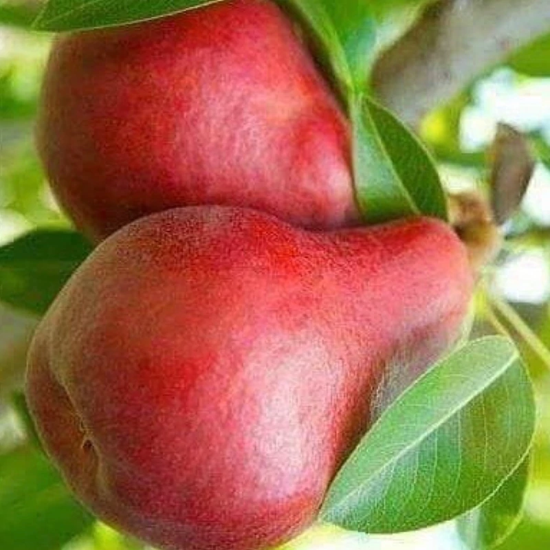 نهال گلابی قرمز