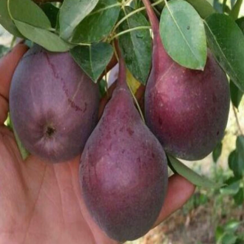 نهال گلابی خونی جونیور
