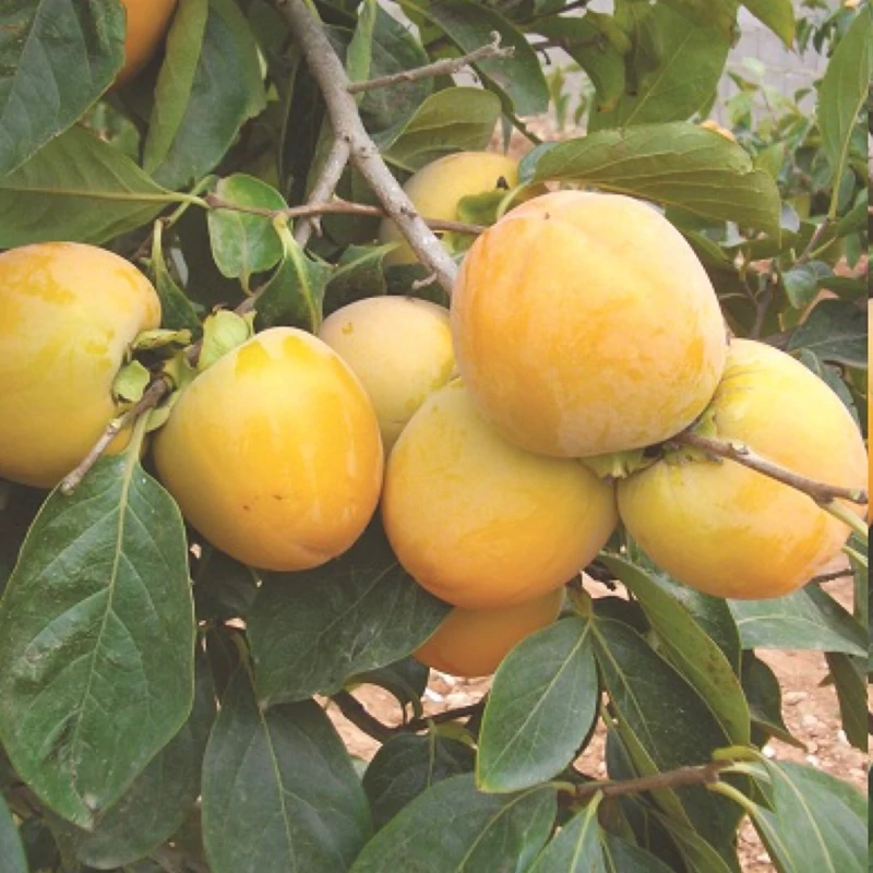 نهال خرمالو سیبی سفت