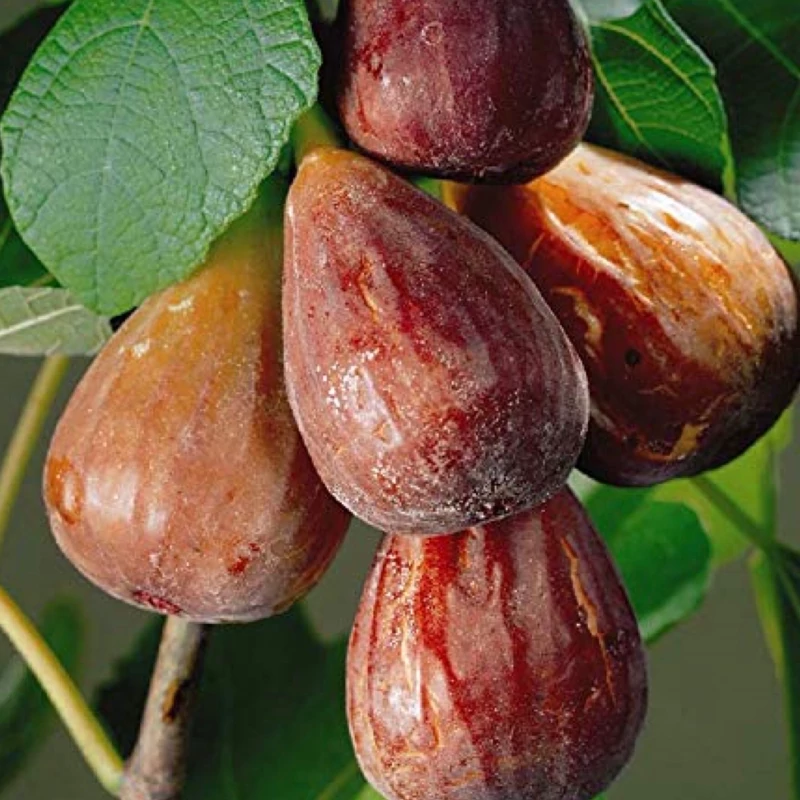 نهال انجیر گلابی ترکی