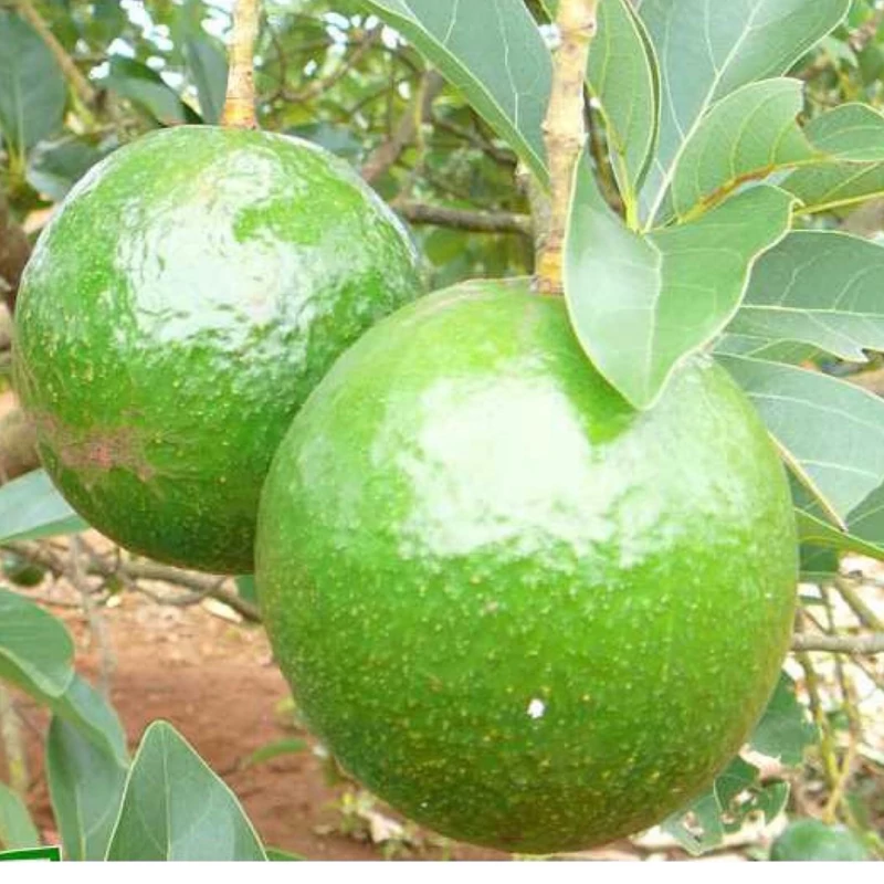 نهال آووکادو توپی