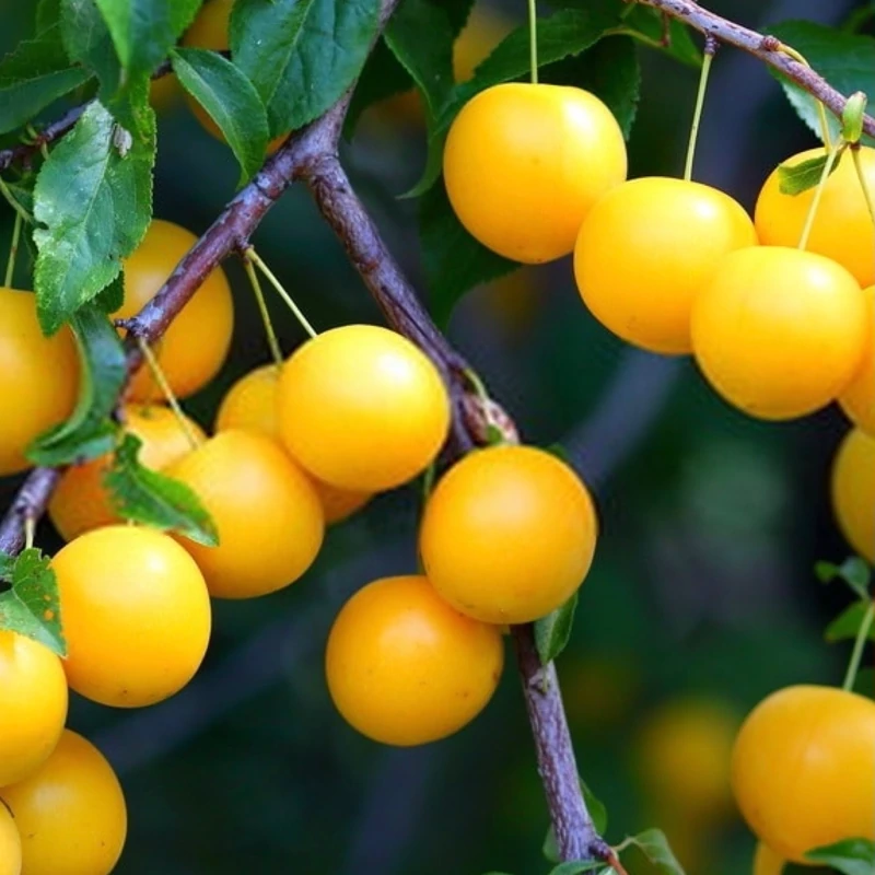 نهال آلو گلدن