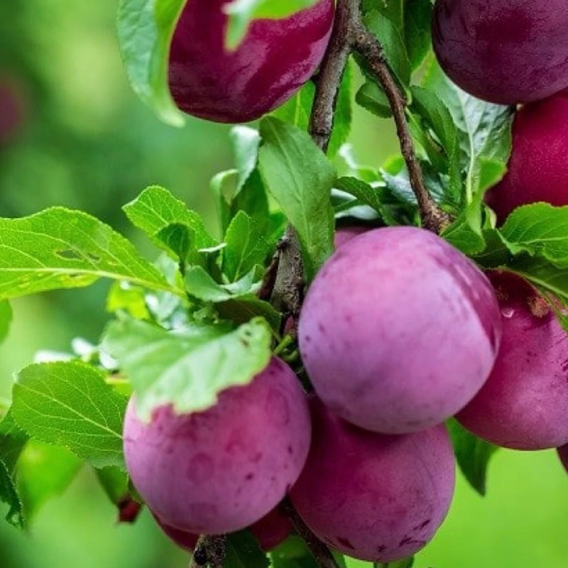 نهال آلو کالیفرنیا