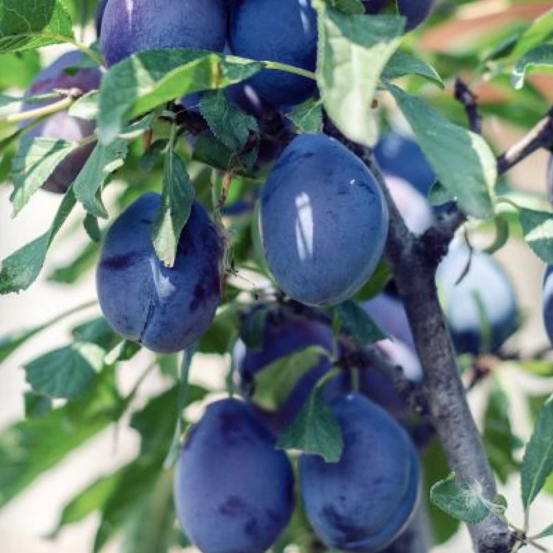 نهال آلو دامسون