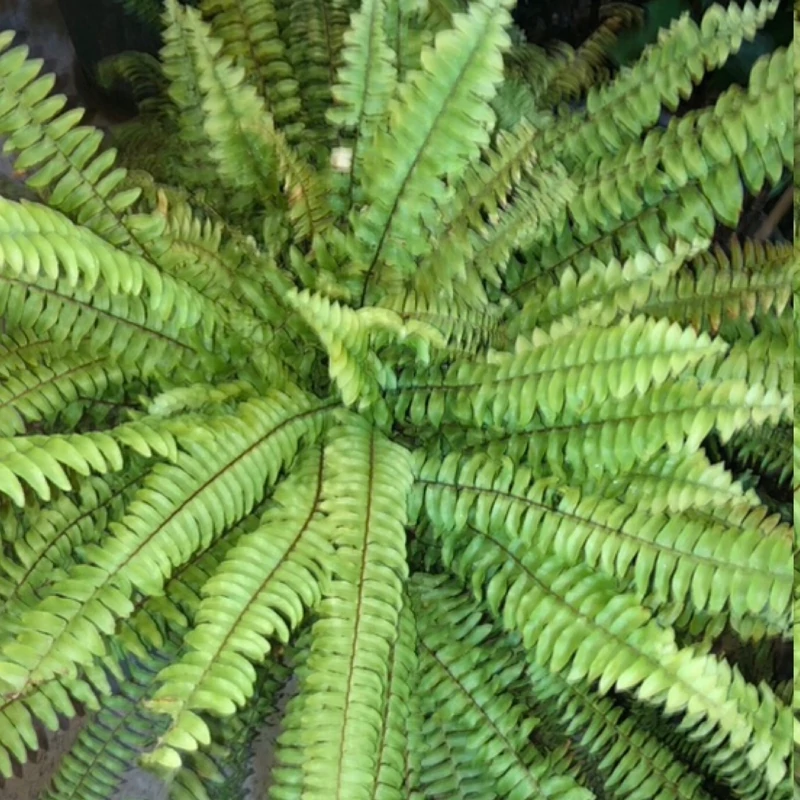نهال سرخس