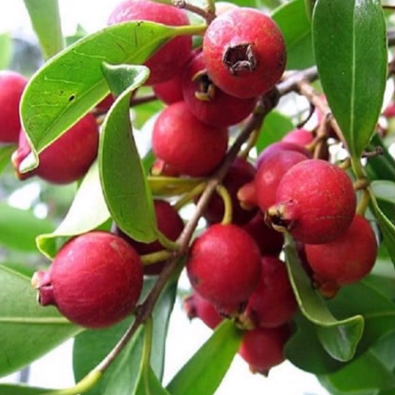 نهال گواوا قرمز توت فرنگی