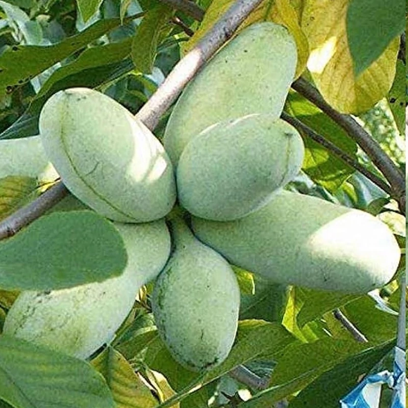 نهال انبه سردسیری