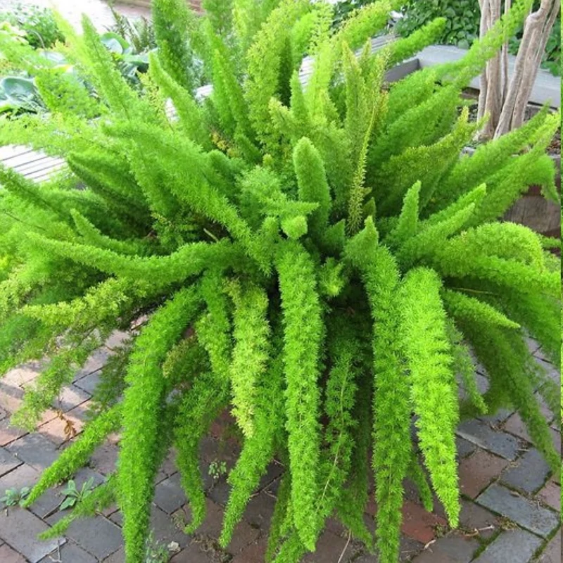 نهال دم روباهی