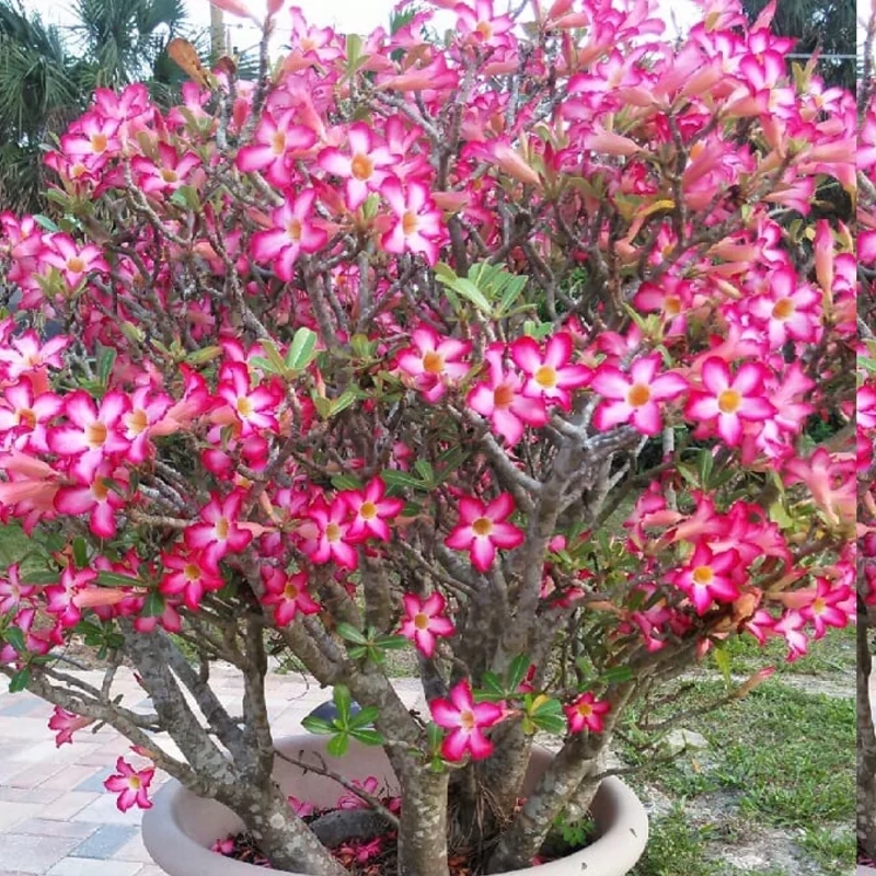 نهال آدنیوم عربیک