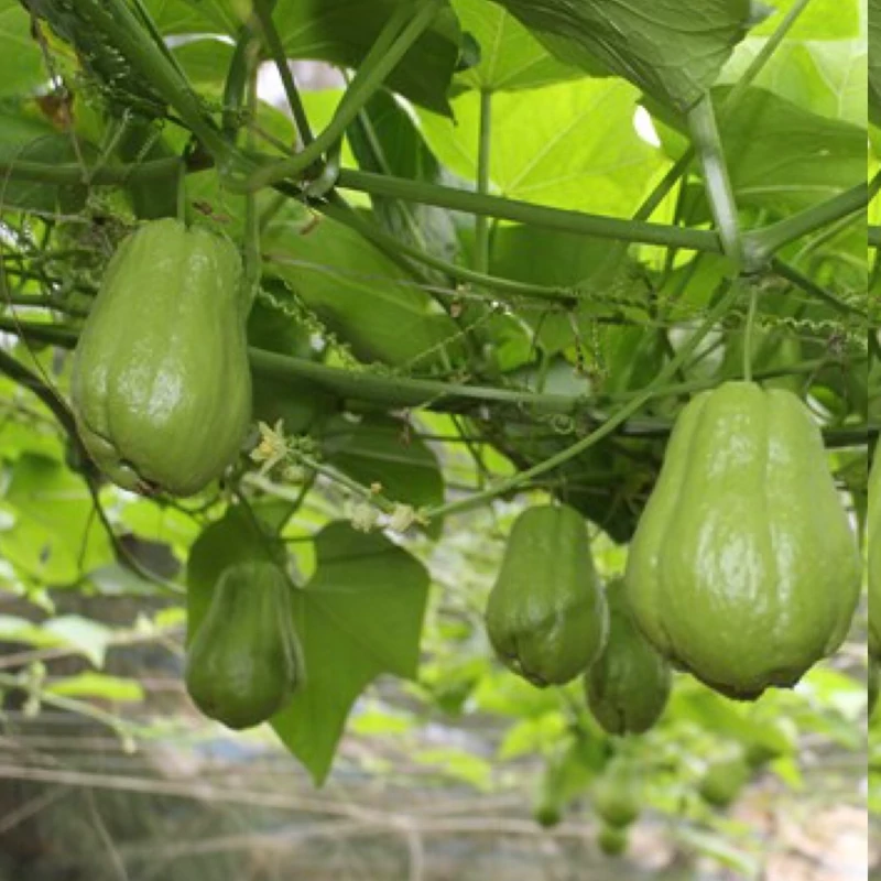 نهال کدو دائمی چایوت