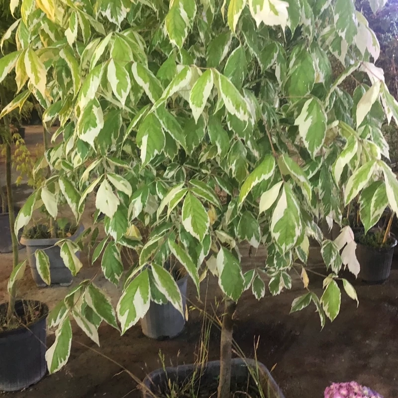 نهال افرا شیری