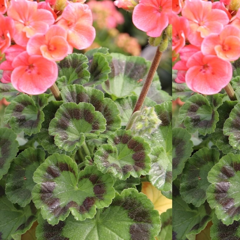 نهال شمعدانی چیتی