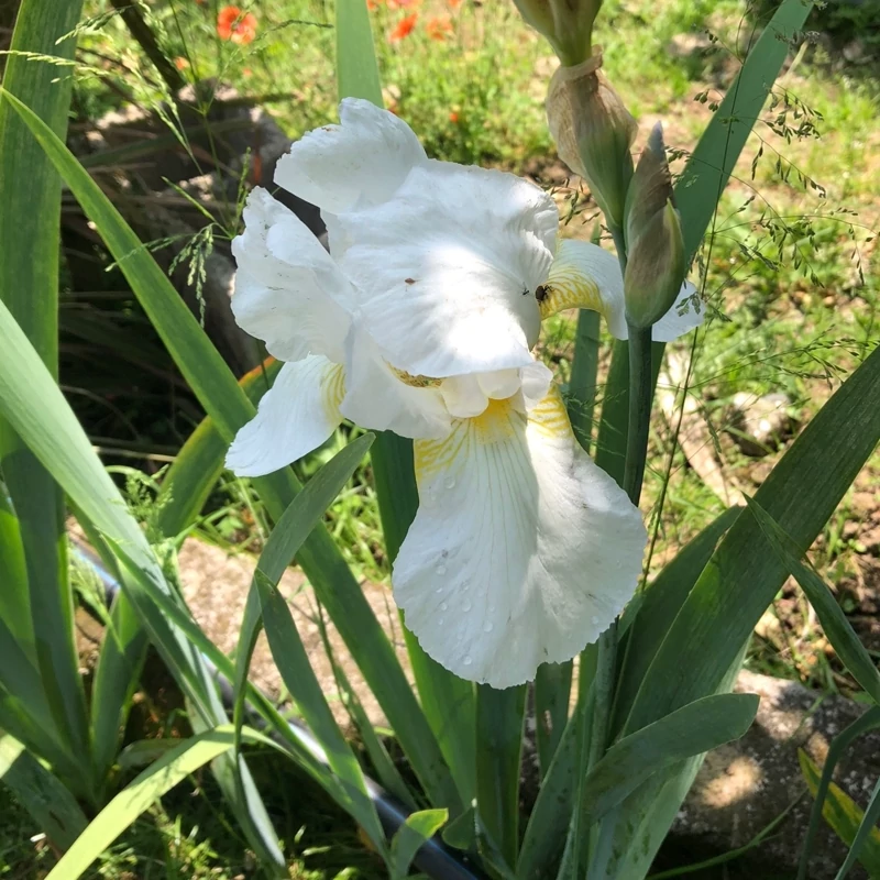 بوته زنبق سفید