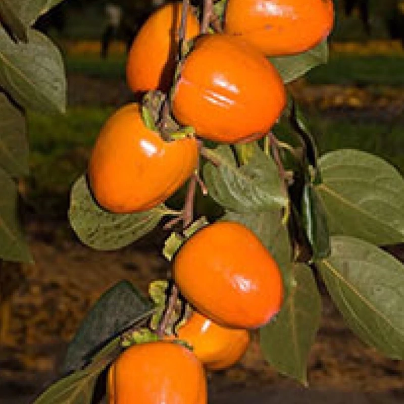 نهال خرمالو شکلاتی
