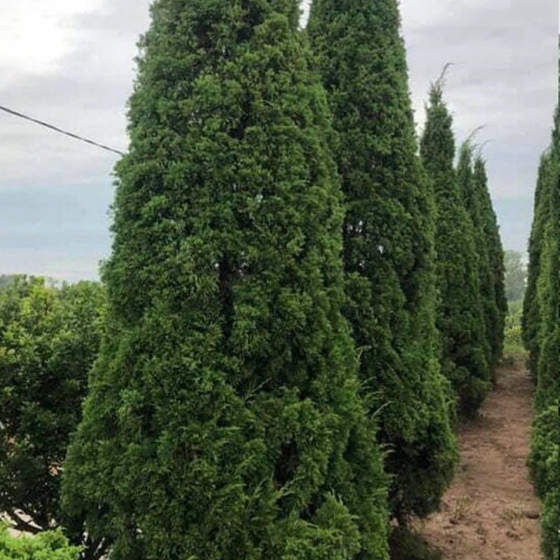 نهال کاج لاوسون