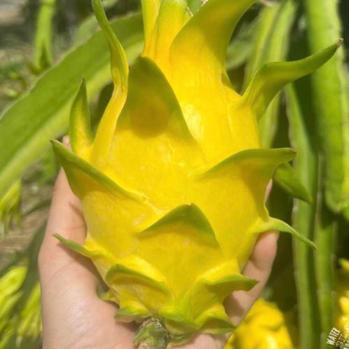 نهال قلمه دراگون فروت زرد بالغ