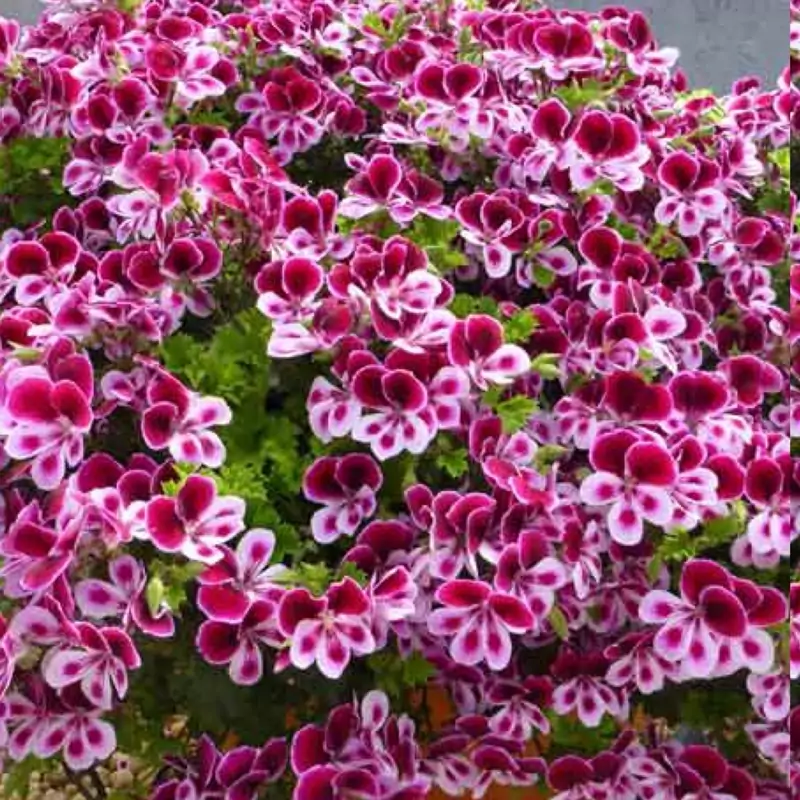بوته گل شمعدانی اژدر