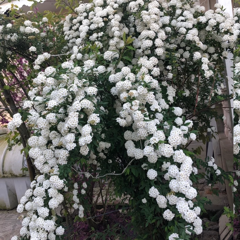 نهال گل اسپیره