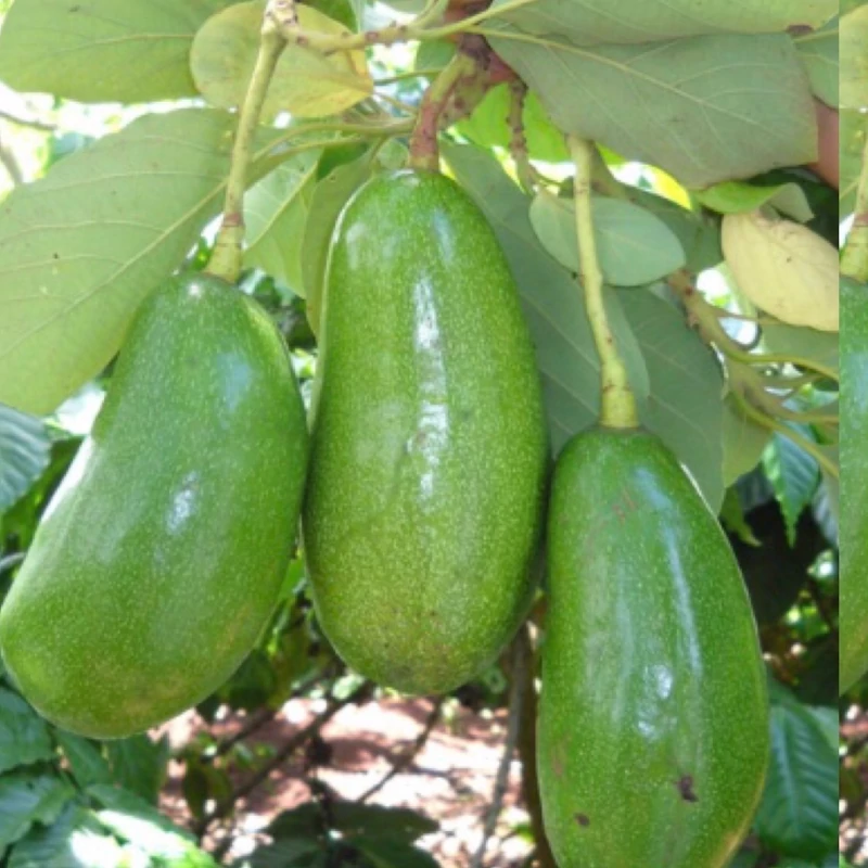 نهال آووکادو