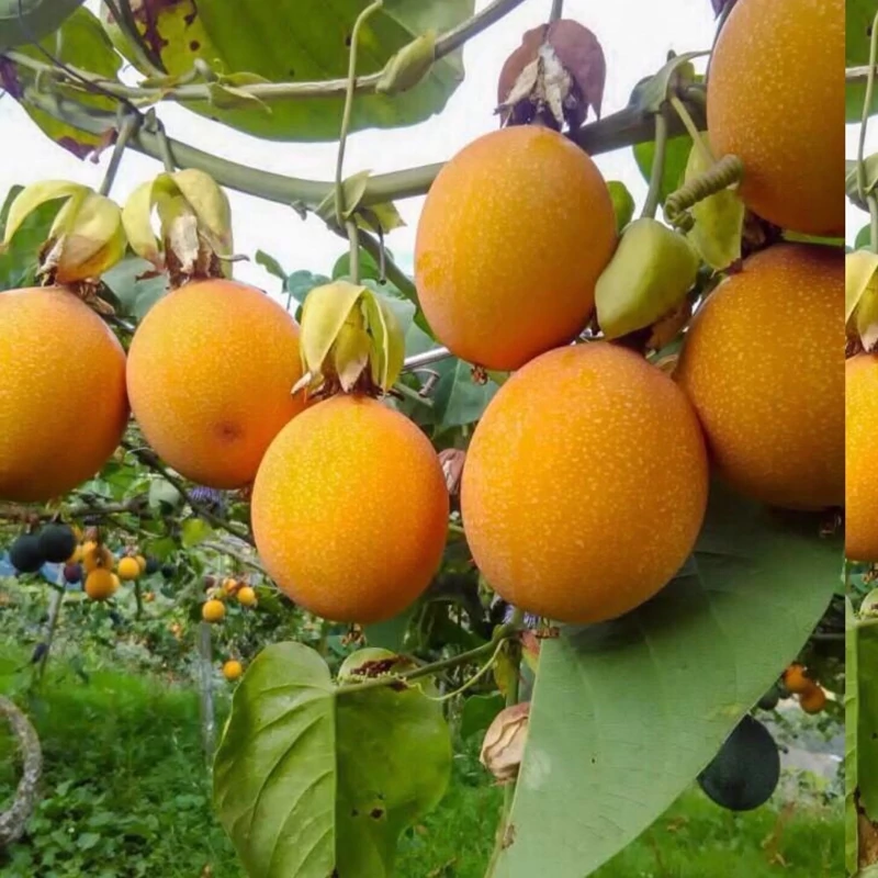 نهال پشن فروت گراندیلا