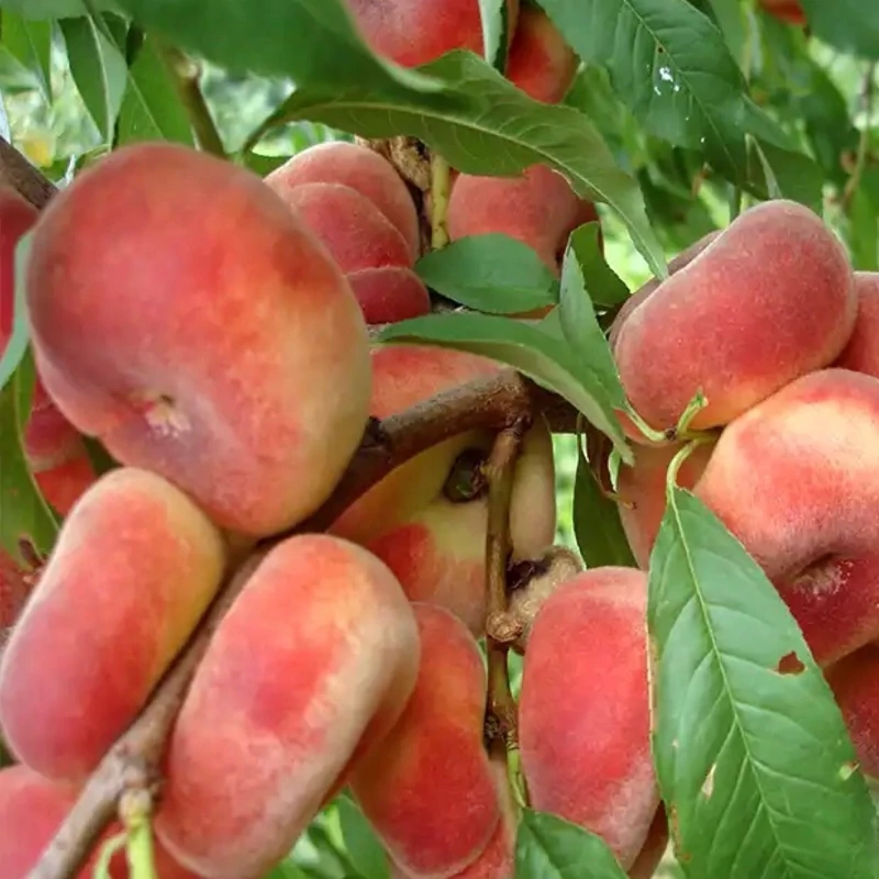نهال هلو انجیری