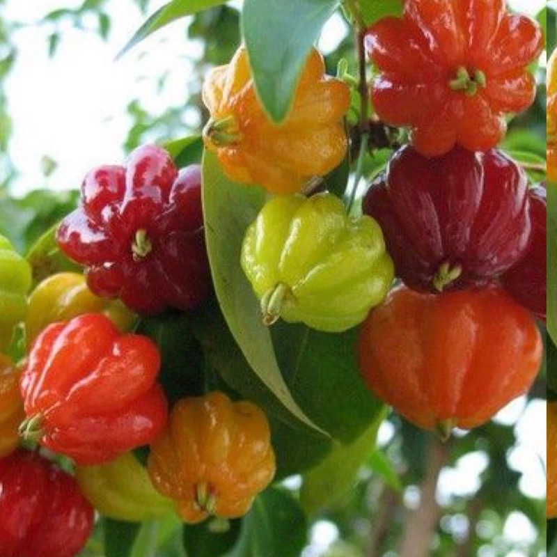 نهال گیلاس سورینام