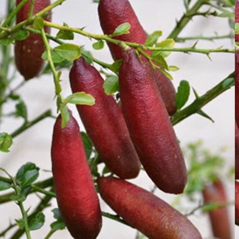 نهال لیمو خاویاری یا لیمو انگشتی